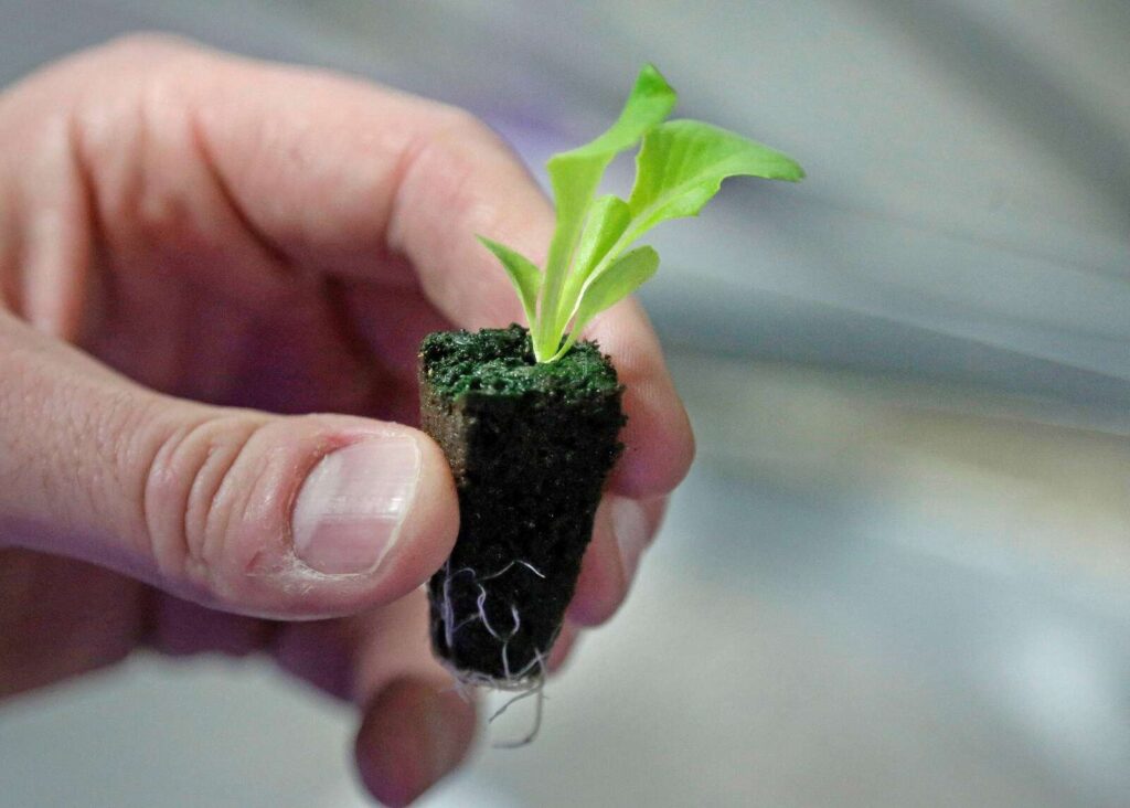 Backyard vegetable gardens are healthy for people and the planet
